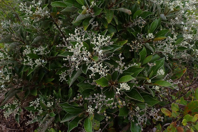 Argophyllum nitidum photo 2