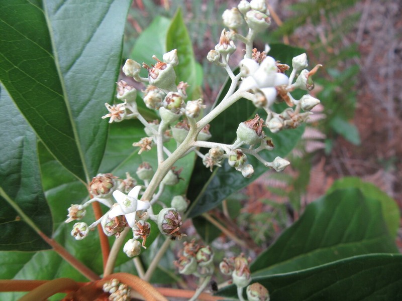 Argophyllum nitidum photo 3