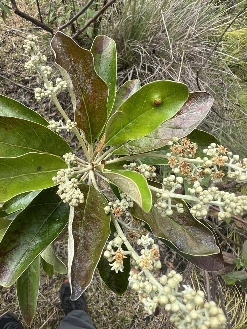 Argophyllum nitidum photo 4