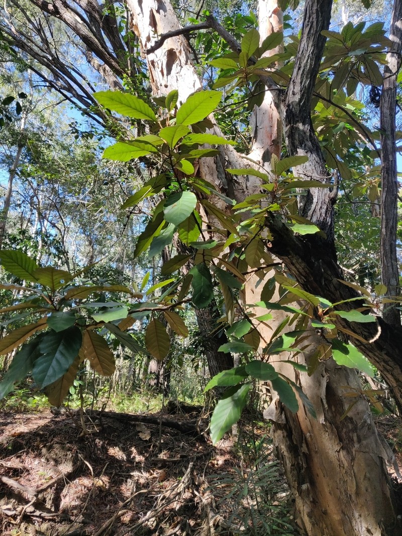 Argophyllum nitidum photo 5