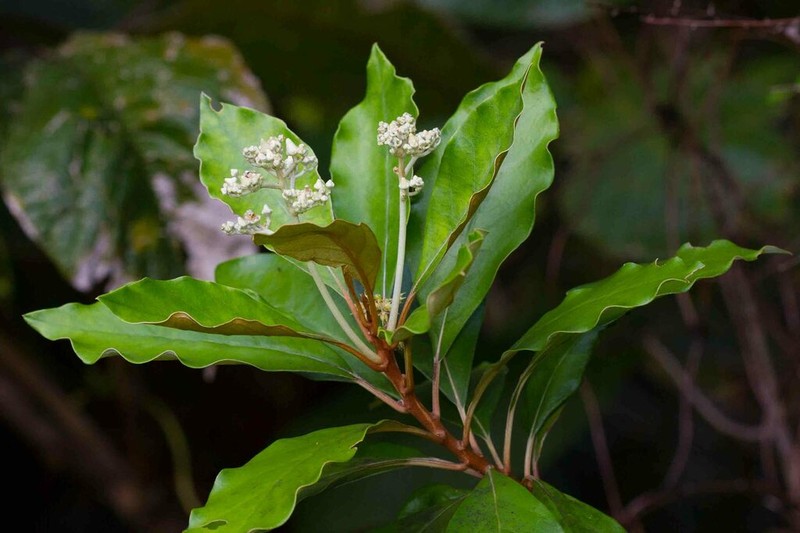 Argophyllum nitidum photo 6