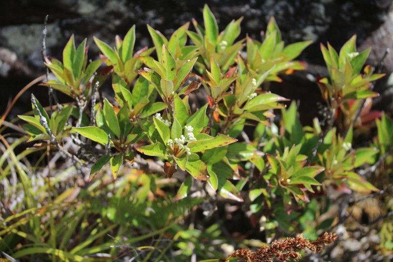 Argophyllum nitidum photo 7