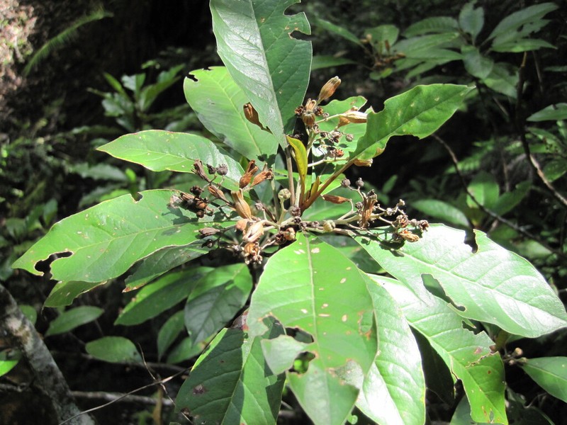 Argophyllum nitidum photo 8