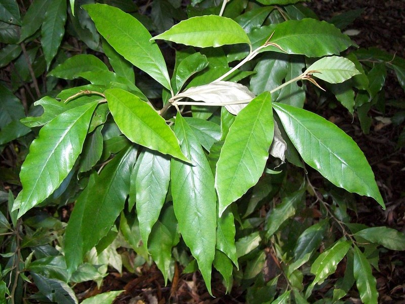 Argophyllum nullumense