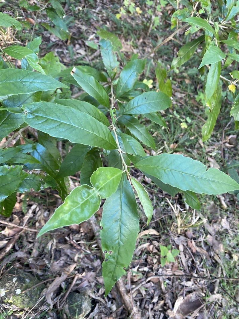 Argophyllum nullumense photo 2