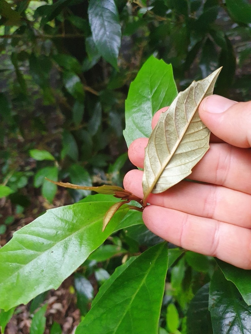 Argophyllum nullumense photo 3