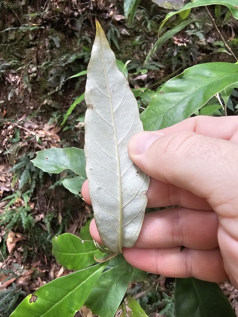 Argophyllum nullumense photo 4