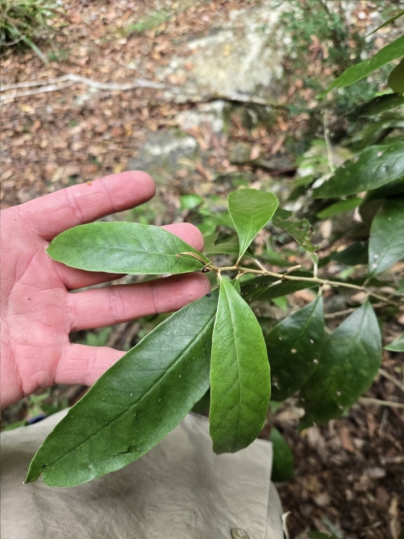 Argophyllum nullumense photo 5