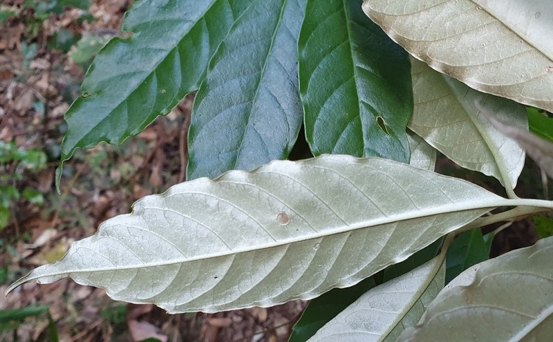 Argophyllum nullumense photo 6