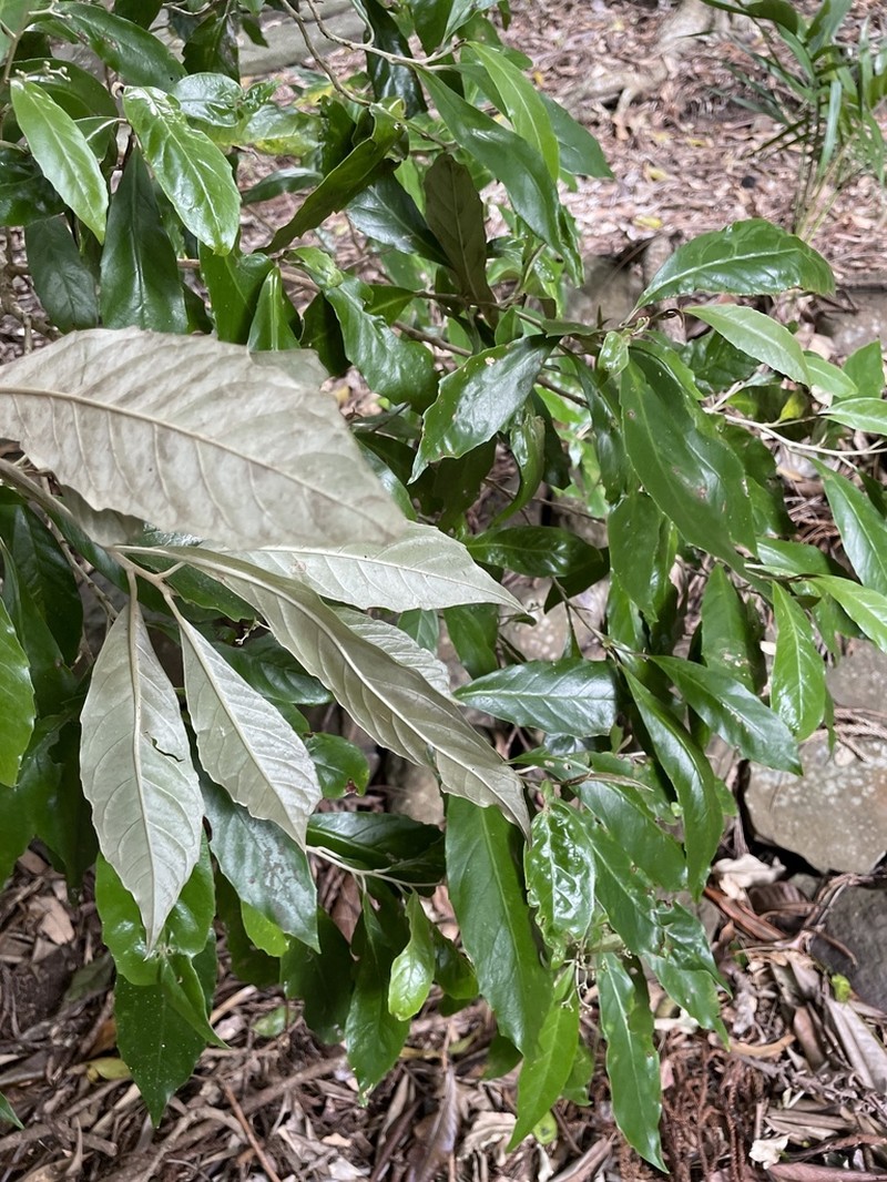Argophyllum nullumense photo 7