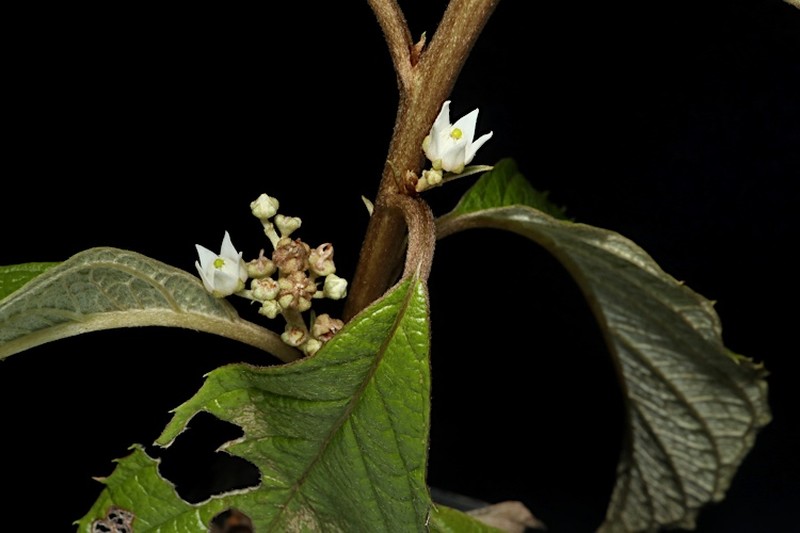 Argophyllum palumense