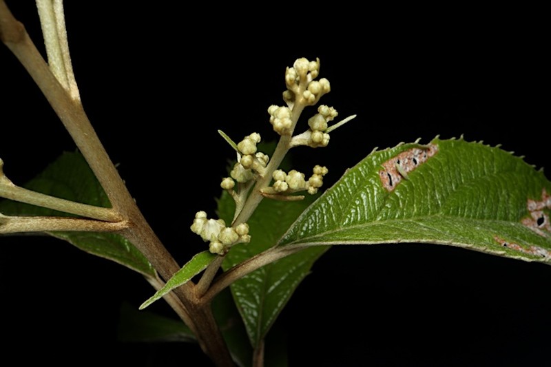 Argophyllum palumense photo 2