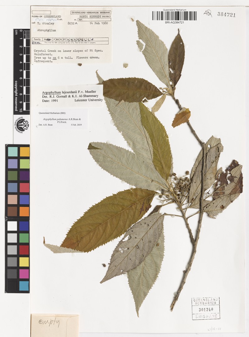 Argophyllum palumense photo 3