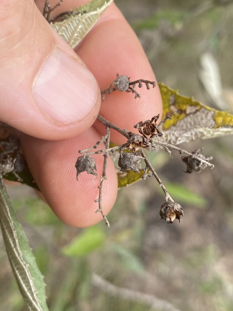 Argophyllum palumense photo 6