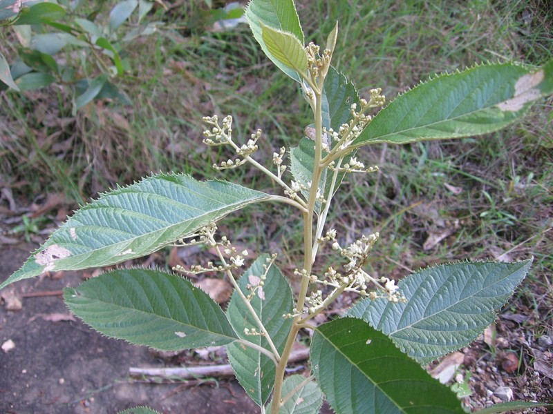 Argophyllum palumense photo 7