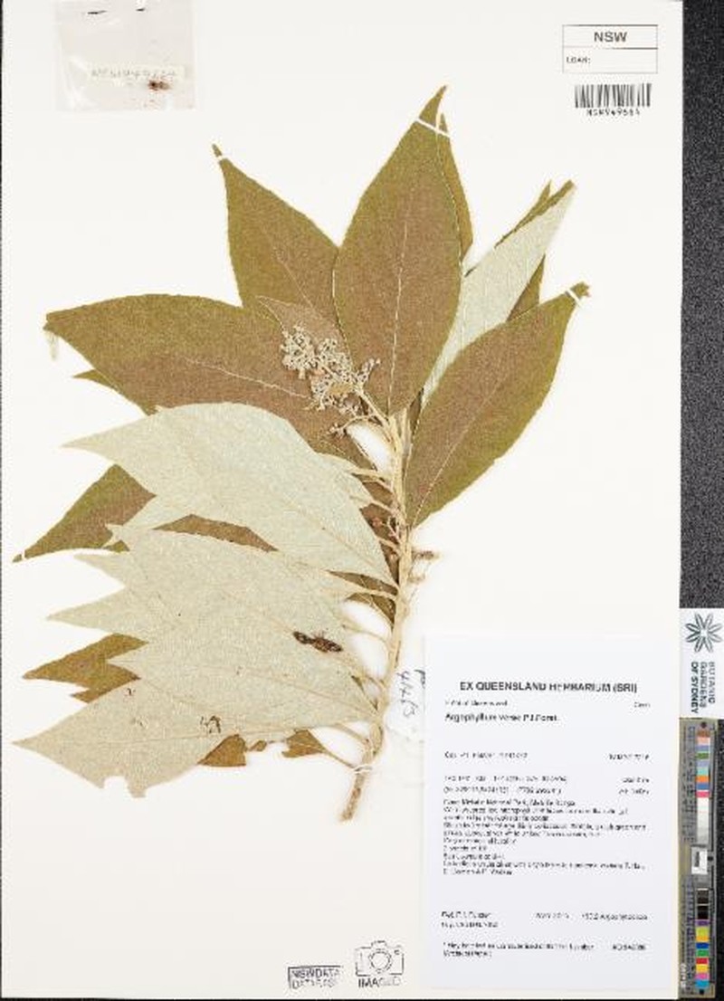 Argophyllum verae