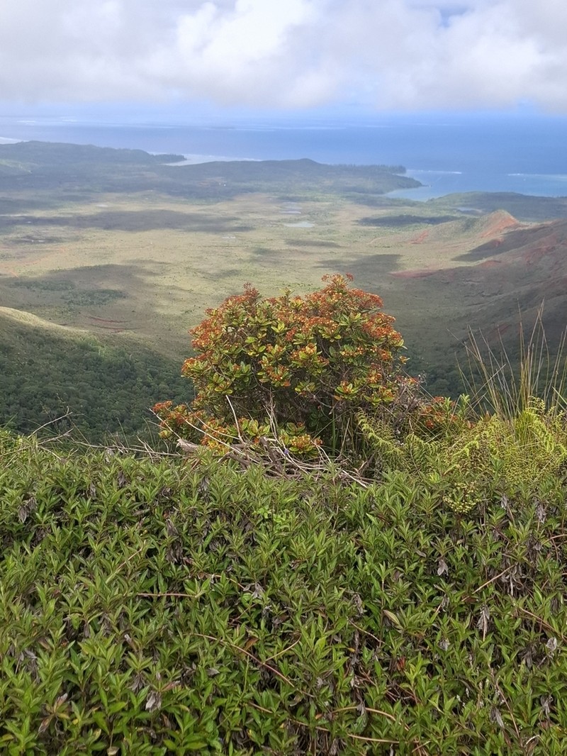 Argophyllum vernicosum