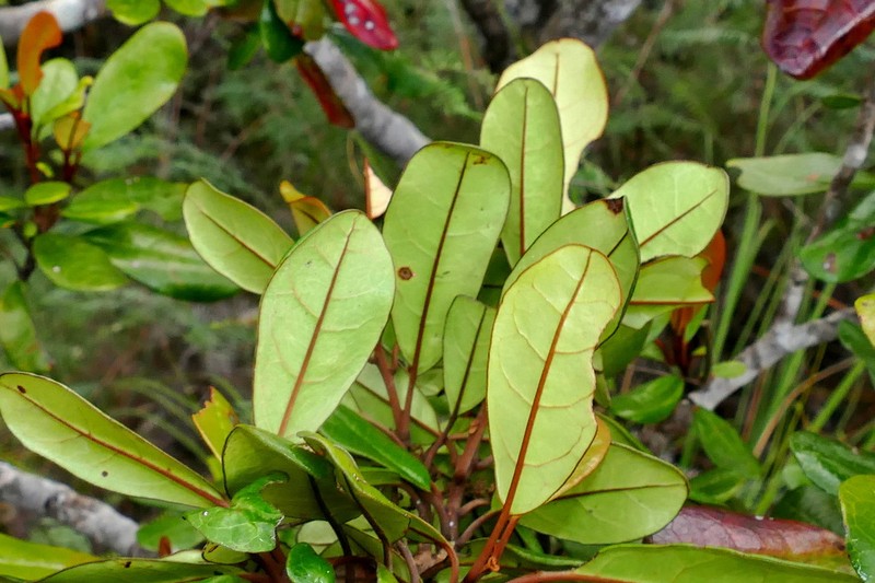 Argophyllum vernicosum photo 2