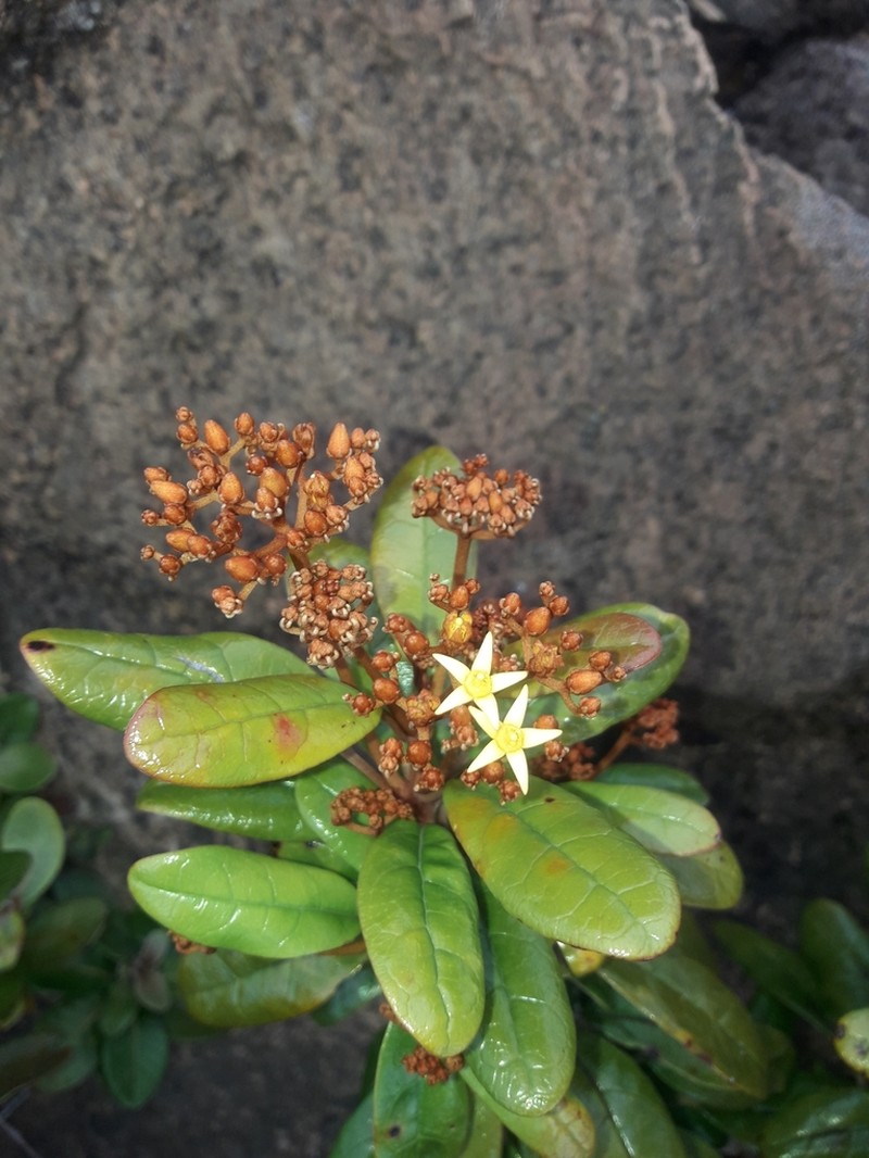 Argophyllum vernicosum photo 3