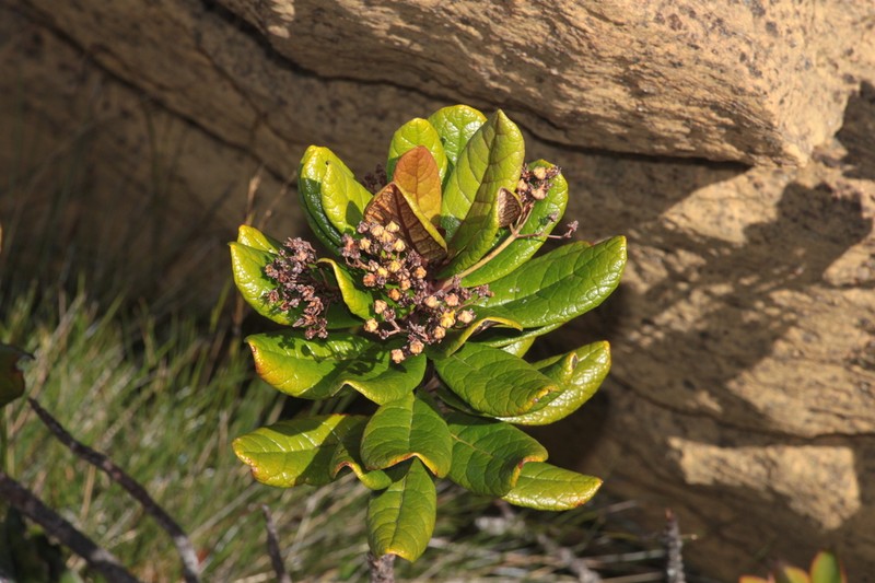 Argophyllum vernicosum photo 4