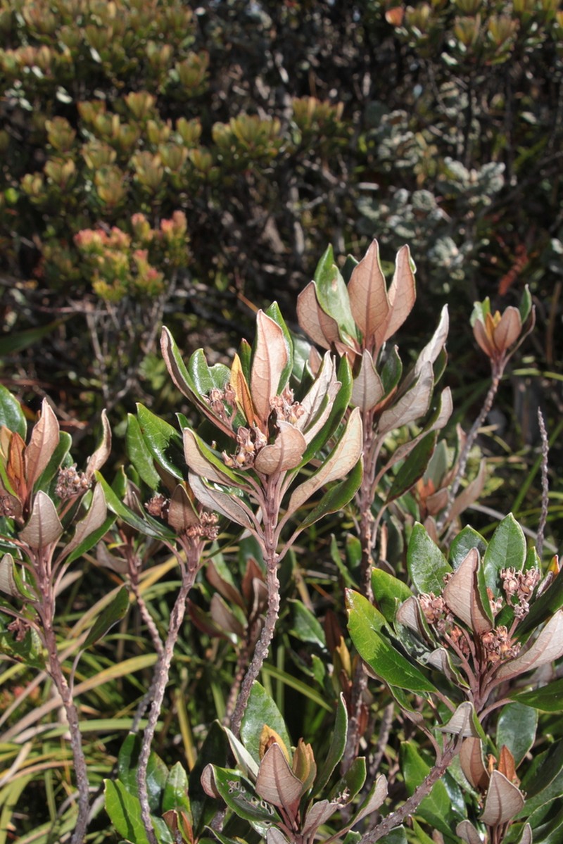 Argophyllum vernicosum photo 5