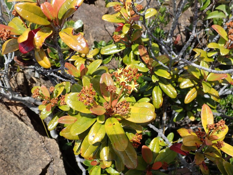 Argophyllum vernicosum photo 6