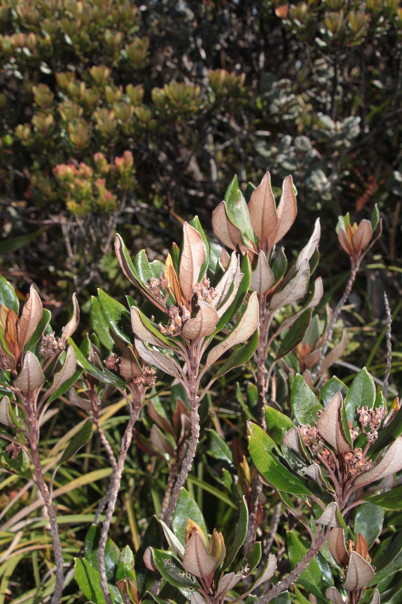 Argophyllum vernicosum photo 8