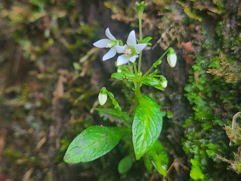 Argostemma africanum