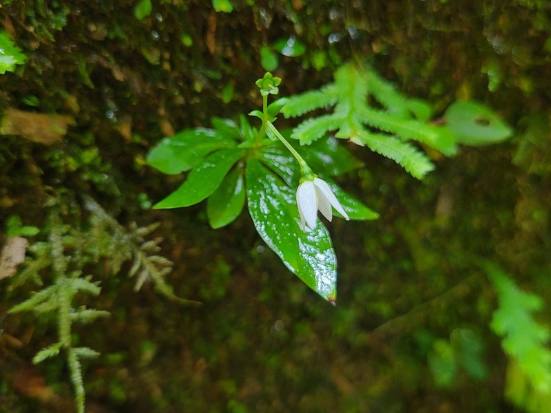 Argostemma africanum photo 2