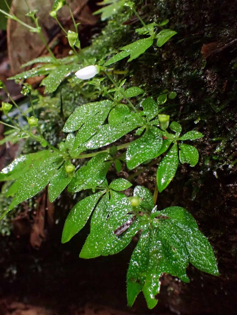 Argostemma africanum photo 3