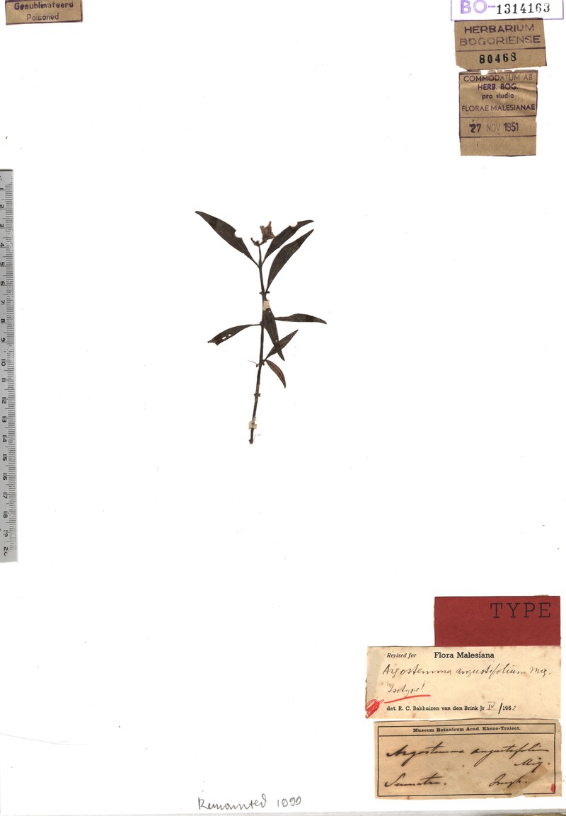 Argostemma angustifolium
