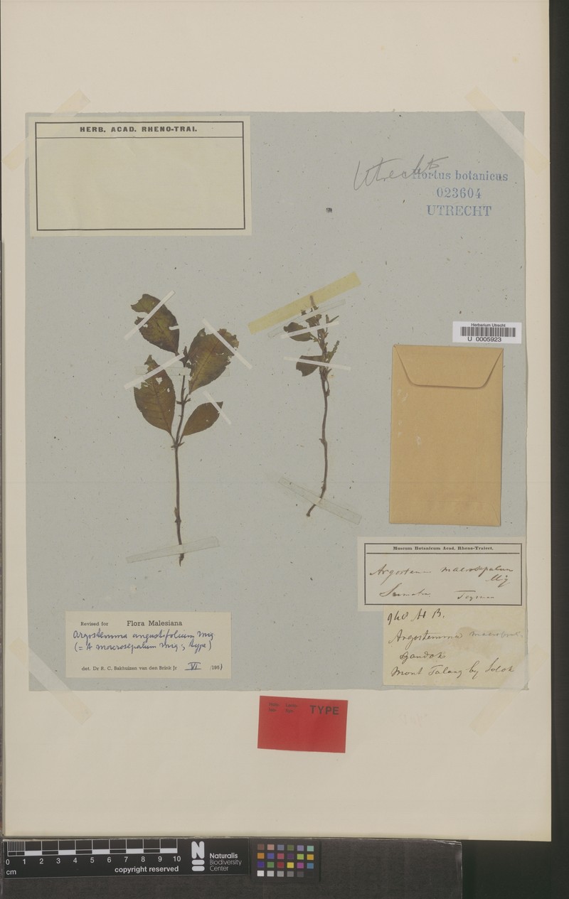 Argostemma angustifolium photo 2