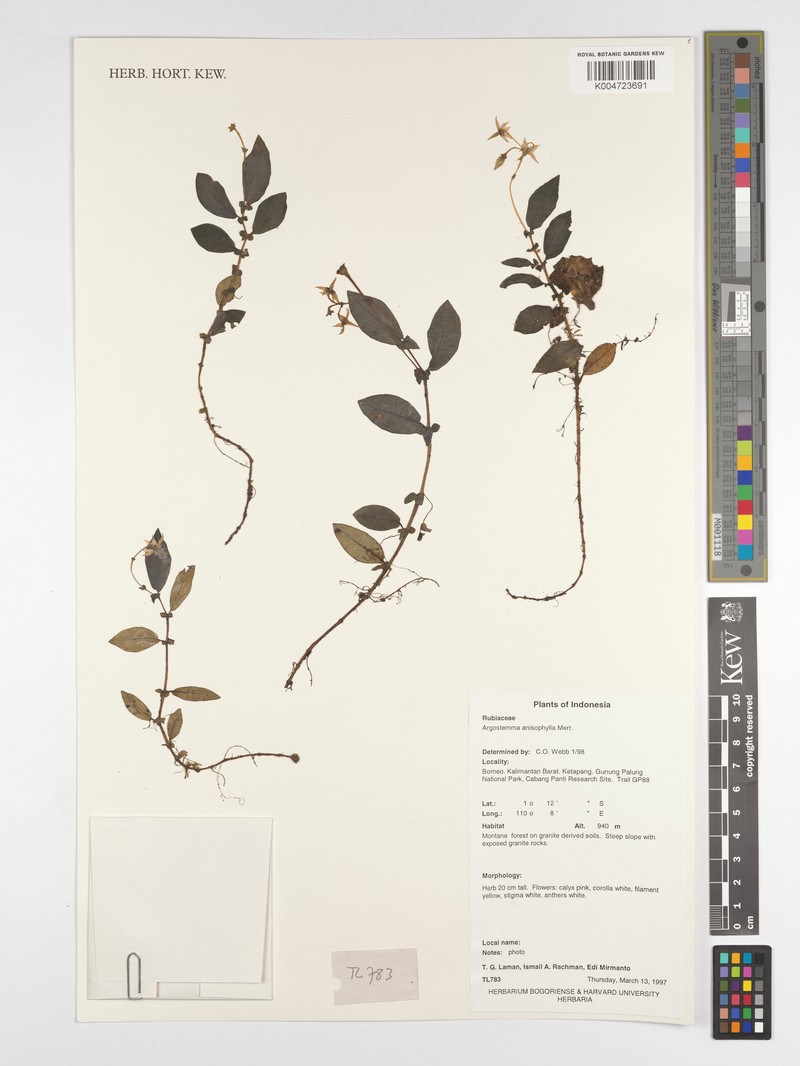 Argostemma anisophyllum