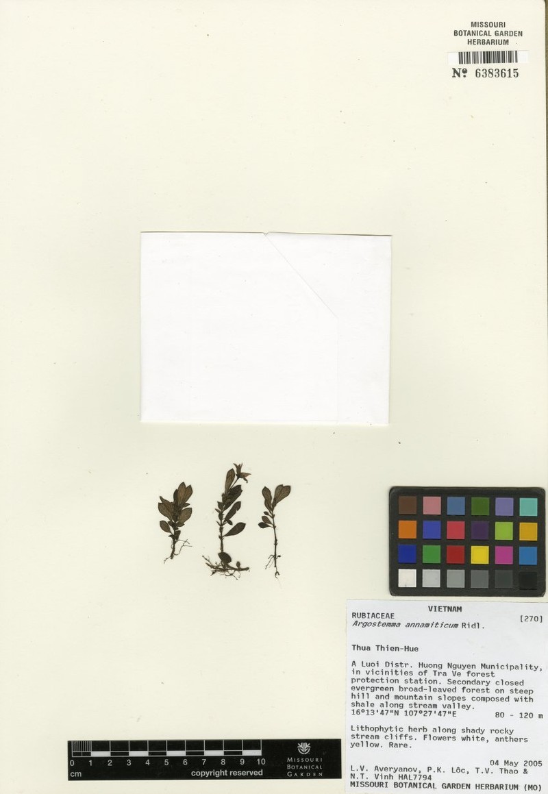 Argostemma annamiticum