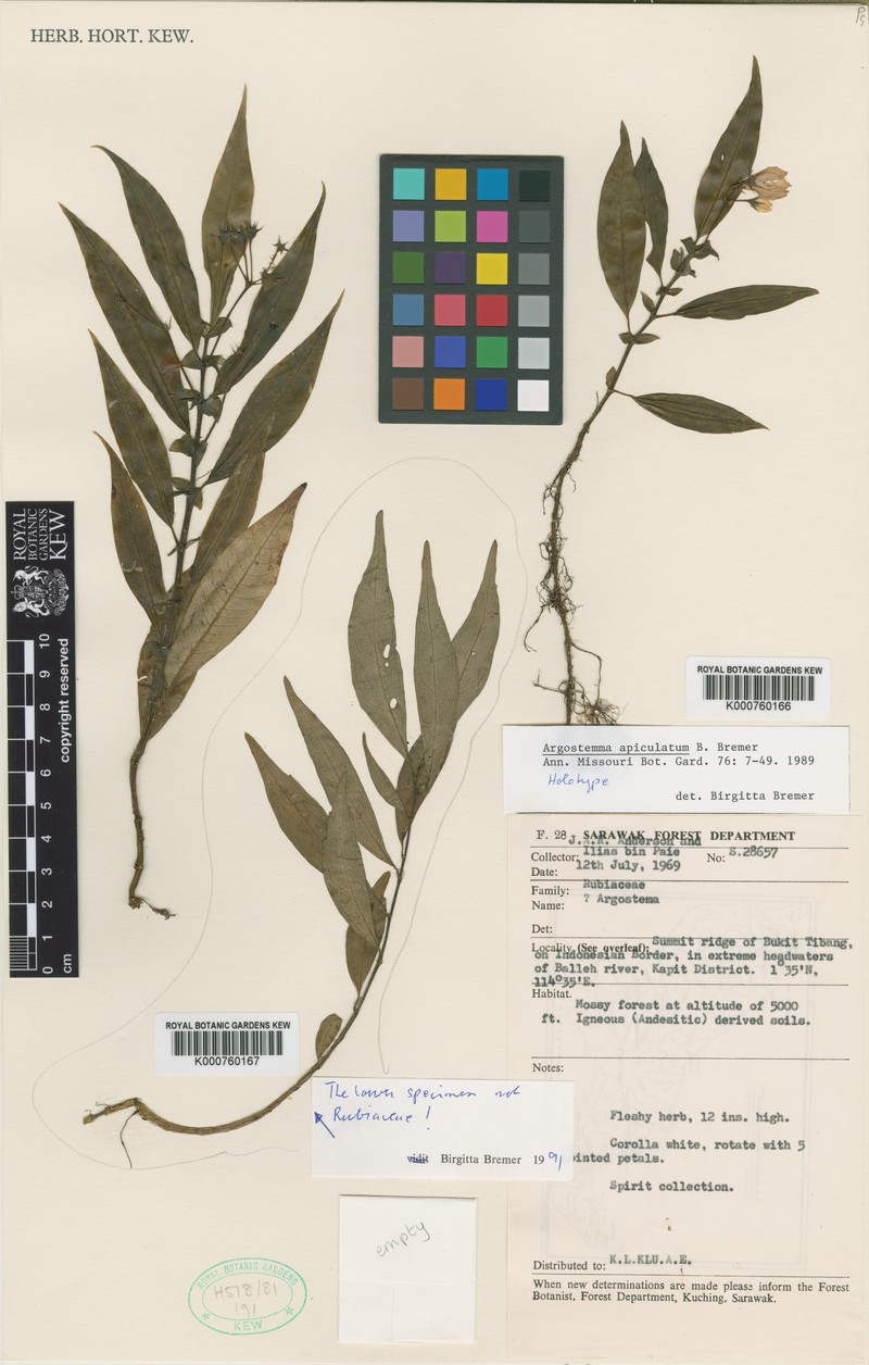 Argostemma apiculatum photo 3