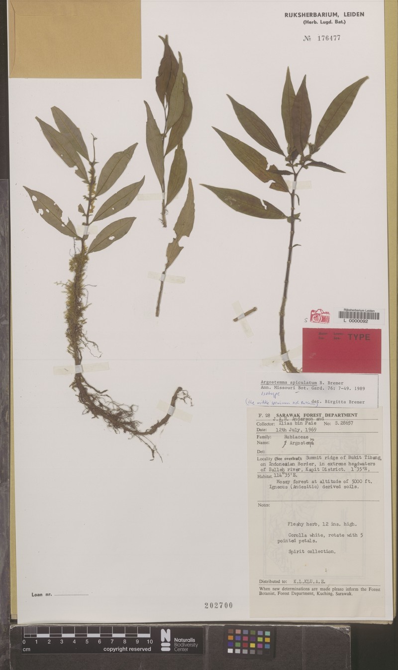 Argostemma apiculatum