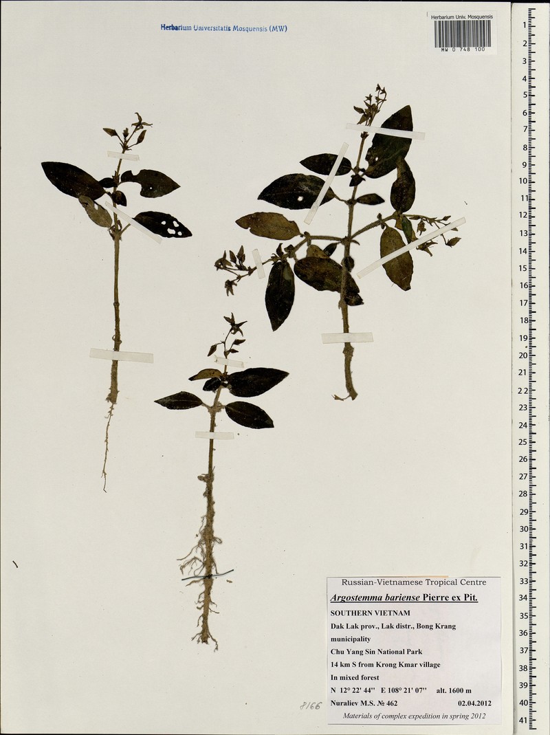 Argostemma bariense photo 2