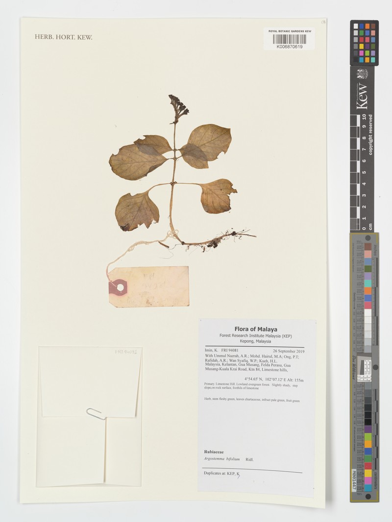 Argostemma bifolium photo 2