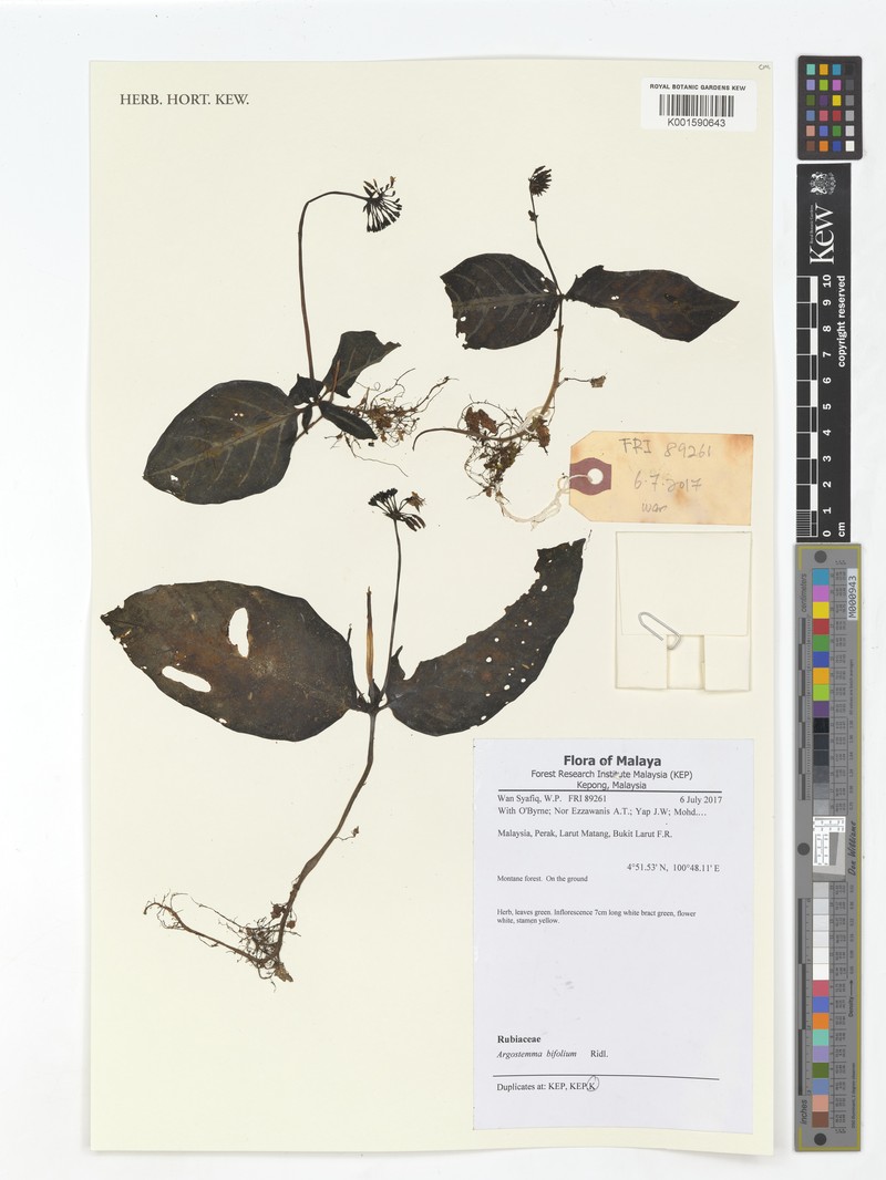 Argostemma bifolium photo 3