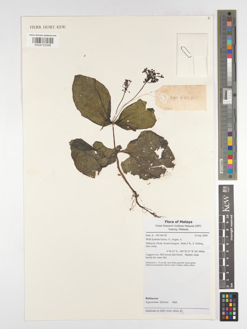 Argostemma bifolium photo 4
