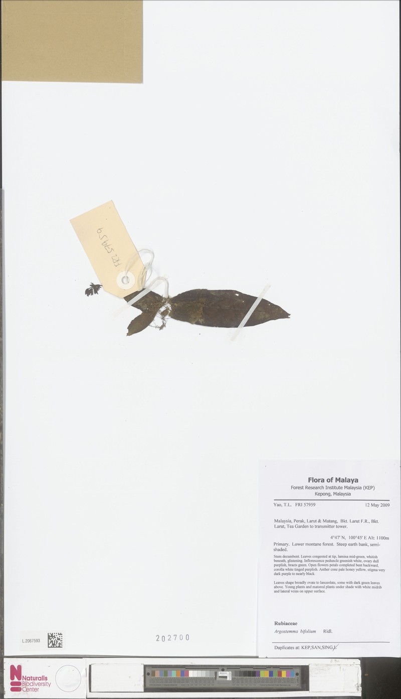 Argostemma bifolium