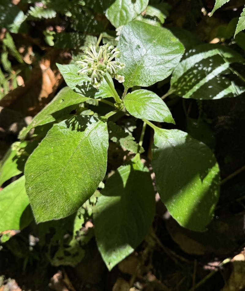 Argostemma borragineum