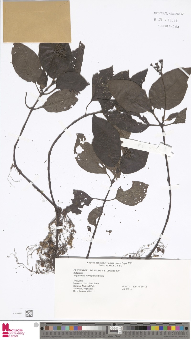 Argostemma borragineum photo 4