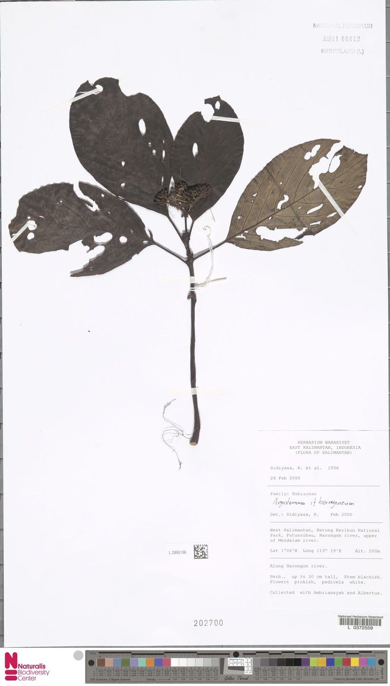 Argostemma borragineum photo 5