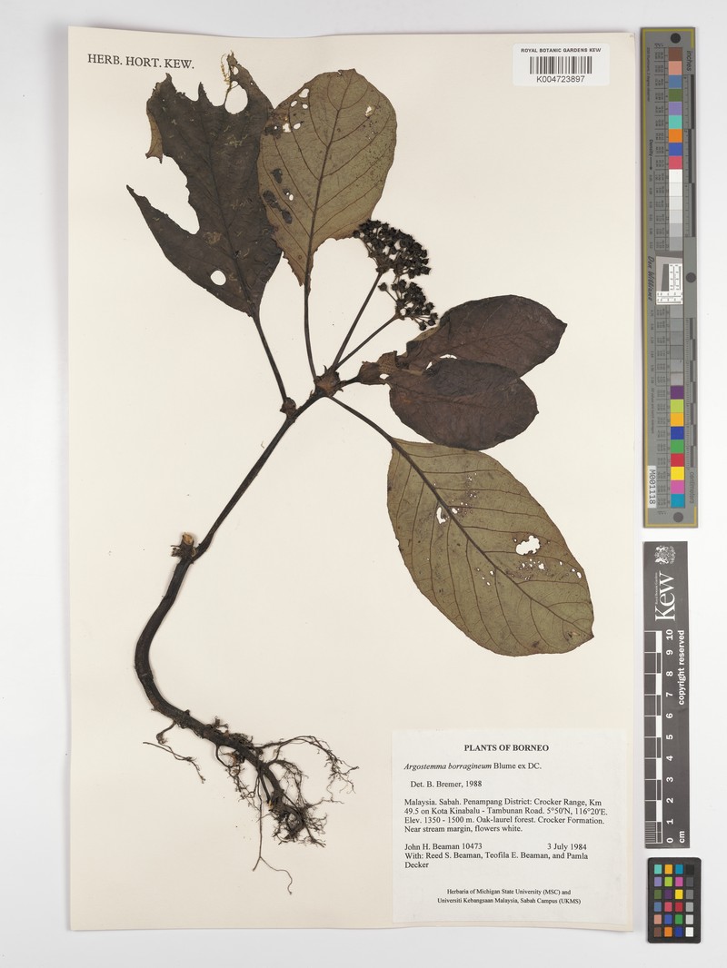 Argostemma borragineum var. borragineum
