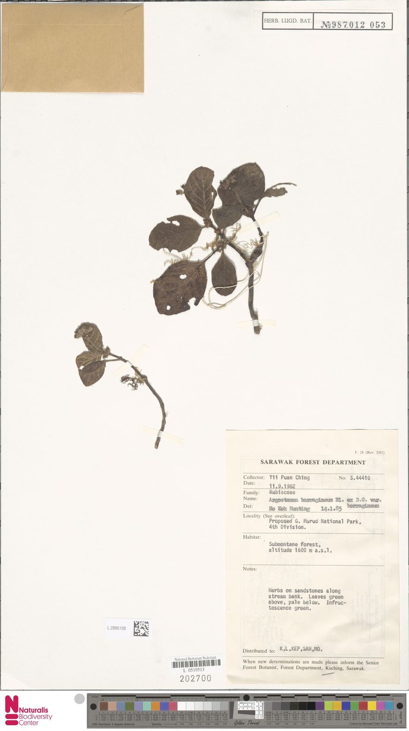 Argostemma borragineum var. borragineum photo 2