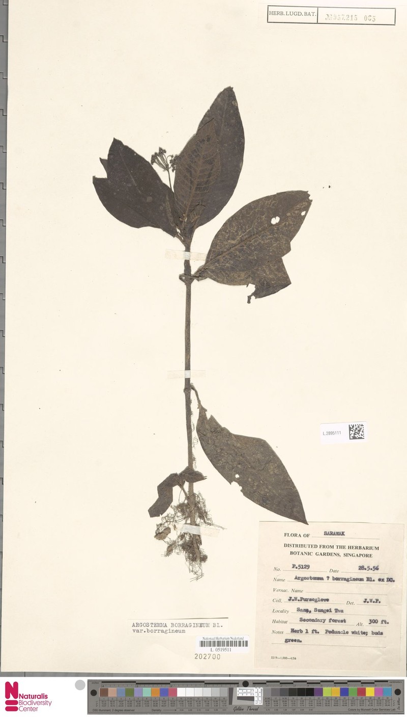 Argostemma borragineum var. borragineum photo 3