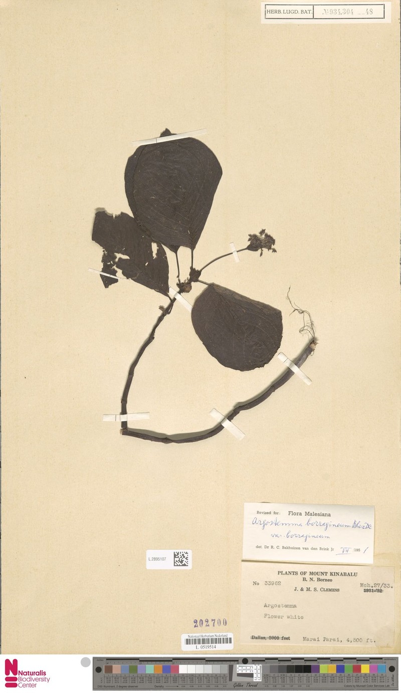 Argostemma borragineum var. borragineum photo 4