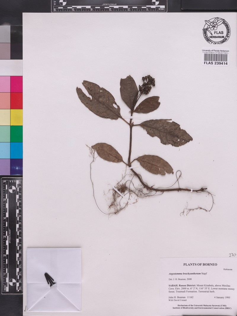 Argostemma brachyantherum