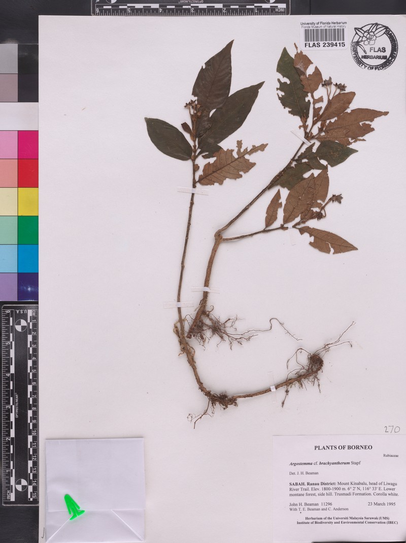 Argostemma brachyantherum photo 2